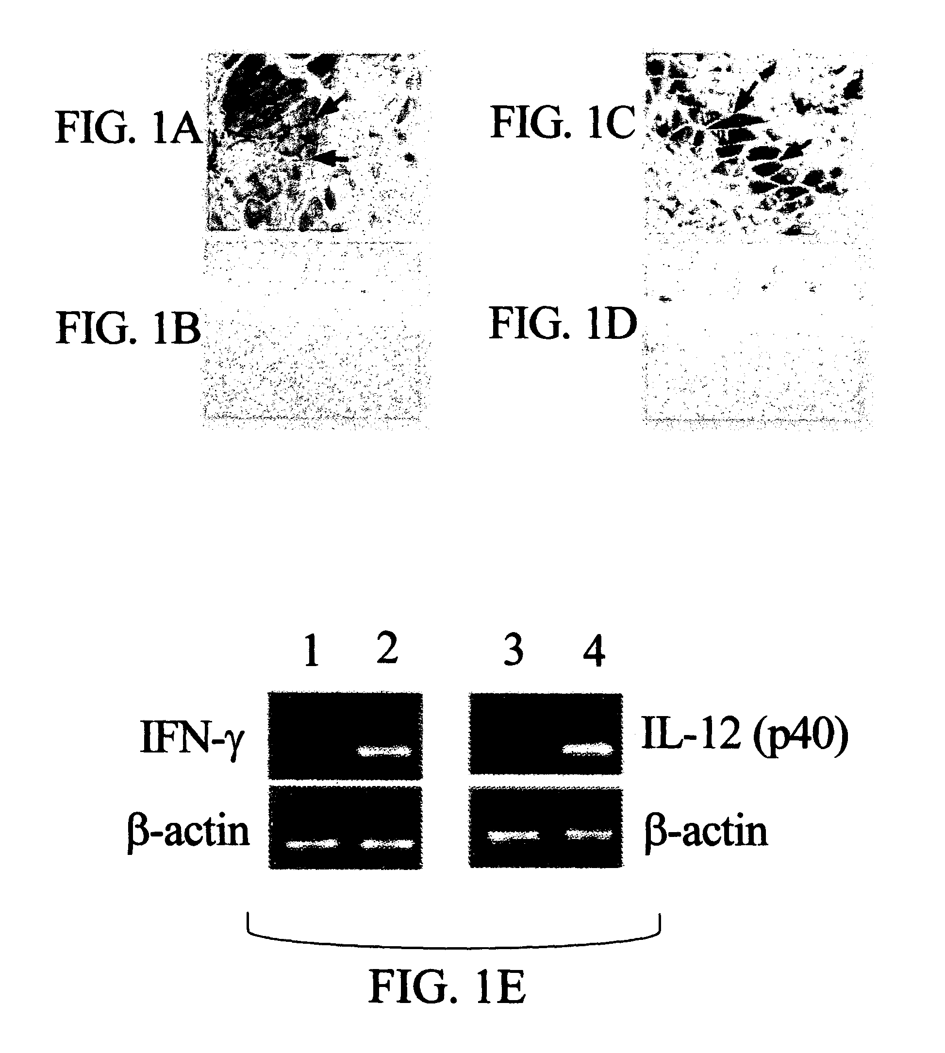 Genetic adjuvants for immunotherapy