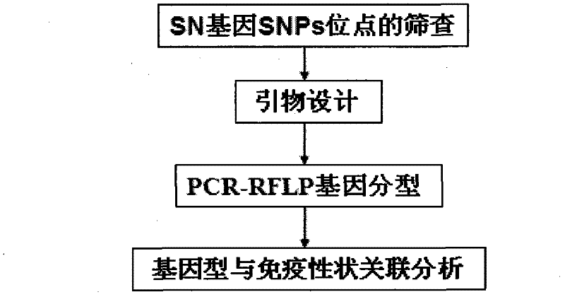 Molecular marker related to porcine leukocyte count and application of molecular marker