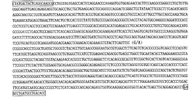 Molecular marker related to porcine leukocyte count and application of molecular marker