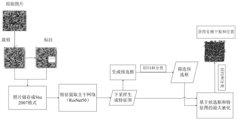 Faster R-CNN-based wheat ear number identification method and system, and medium