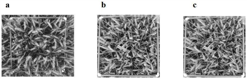 Faster R-CNN-based wheat ear number identification method and system, and medium