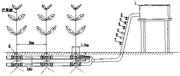 Underground continuous irrigation and fertilization method for increasing yield of mangos and improving quality of mangos