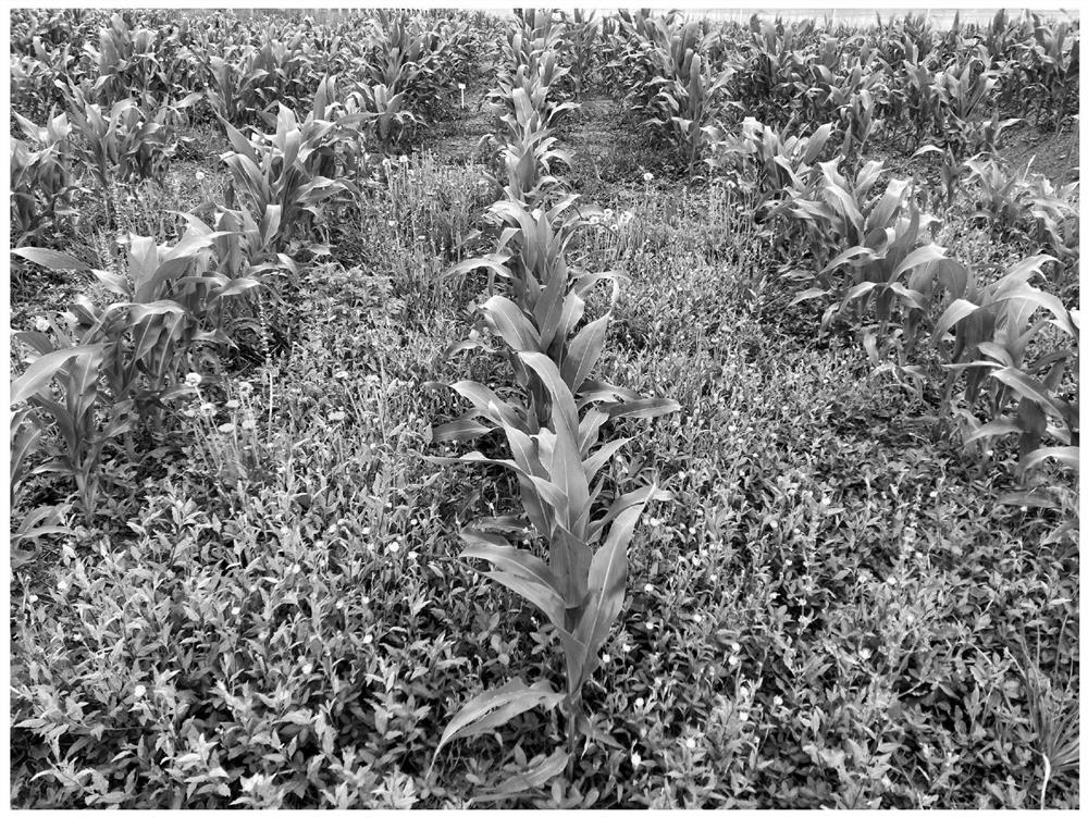 Cultivation method for resource utilization and green control of weeds in corn field