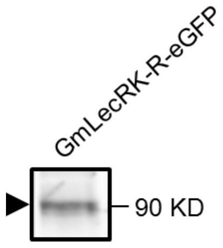 A gene gmlecrk-r for improving plant disease resistance and its application