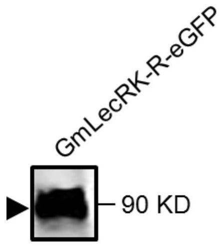 A gene gmlecrk-r for improving plant disease resistance and its application