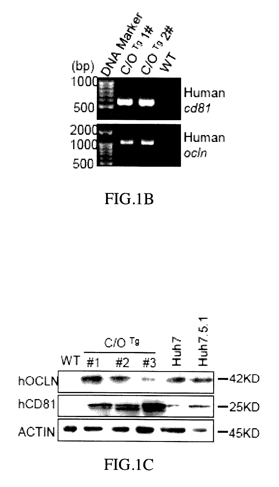 <i>CD81 </i>and <i>OCLN </i>double transgenic mouse and its construction methods