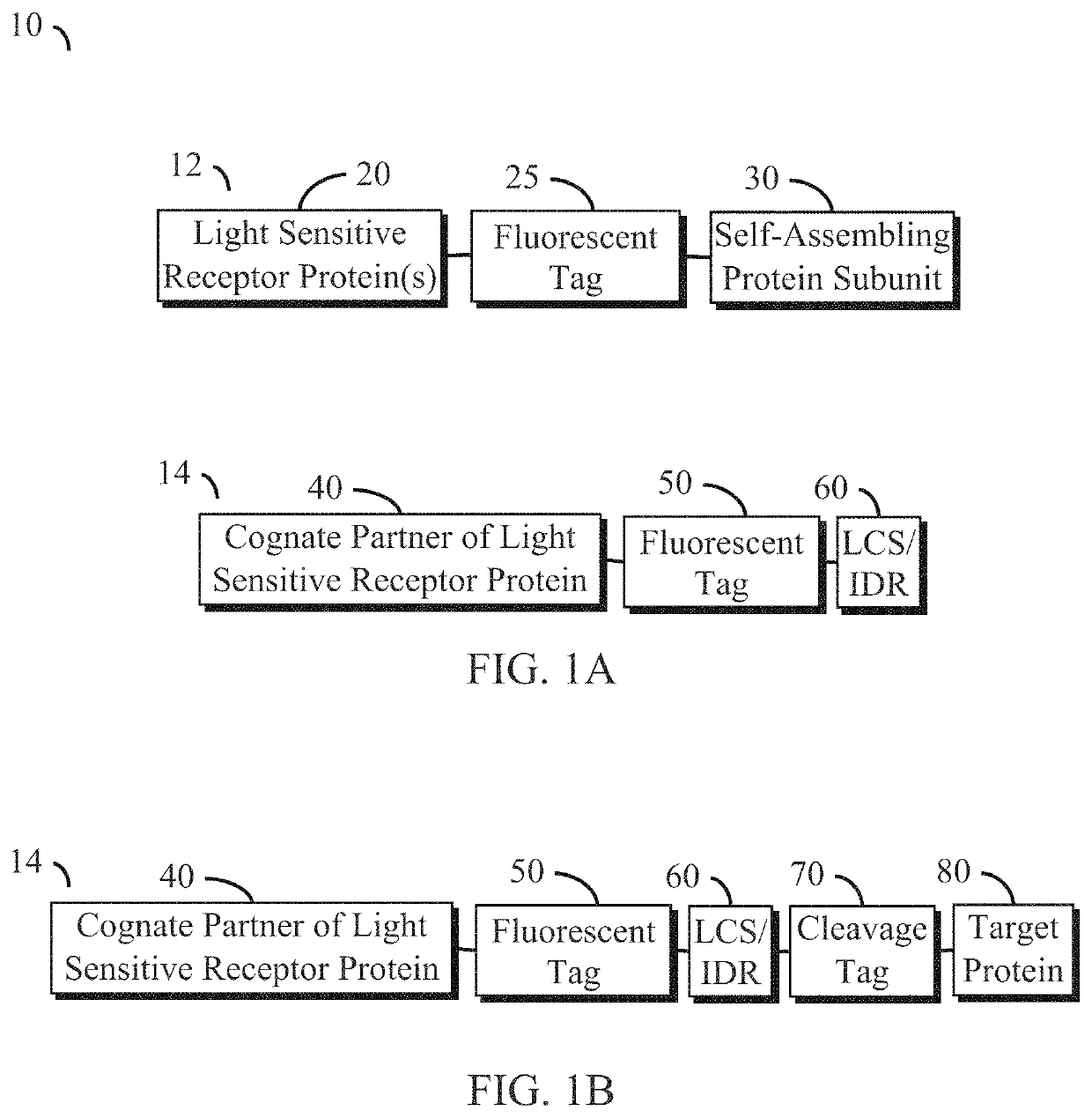 Disordered protein-based seeds for molecular clustering