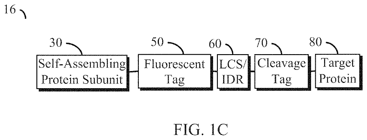 Disordered protein-based seeds for molecular clustering