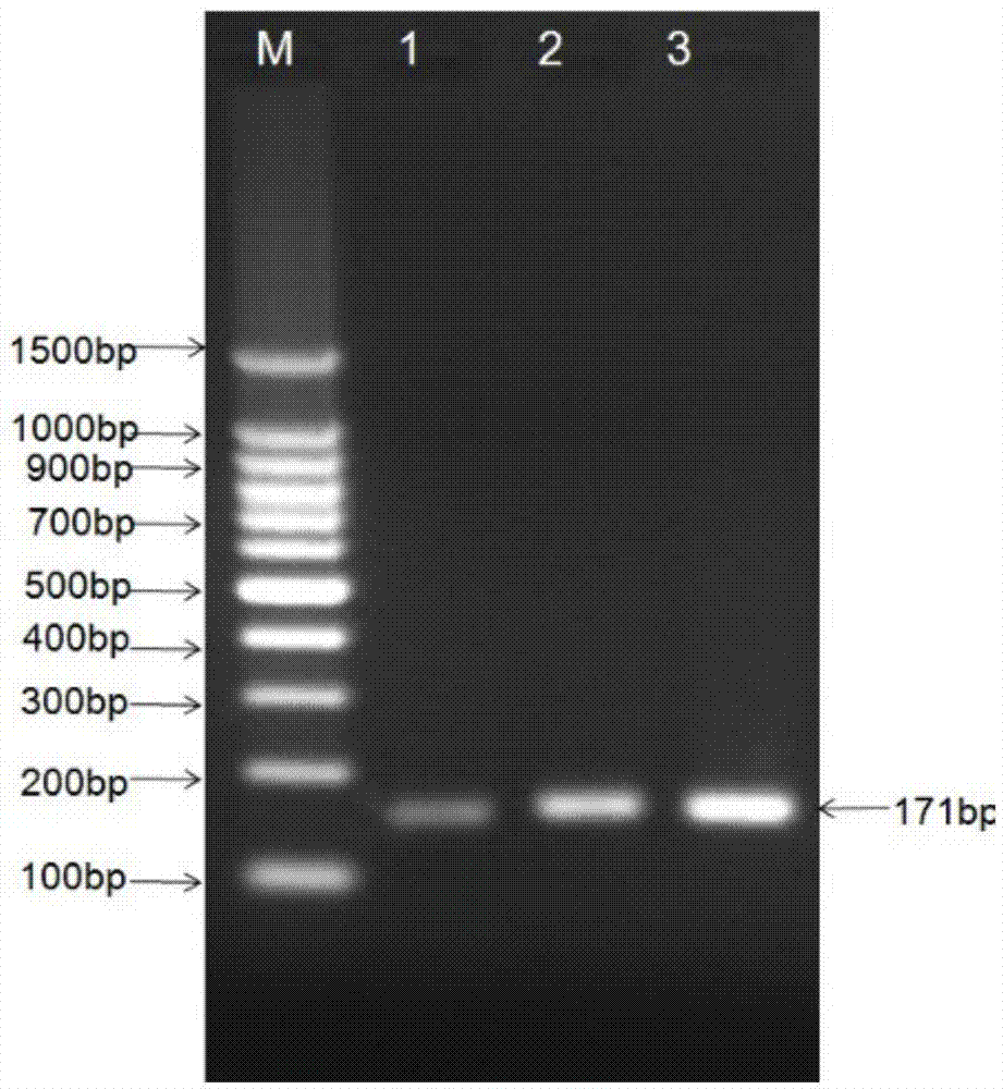 Fourteen-food-borne pathogenic bacterium multiplex PCR detection primer set and kit