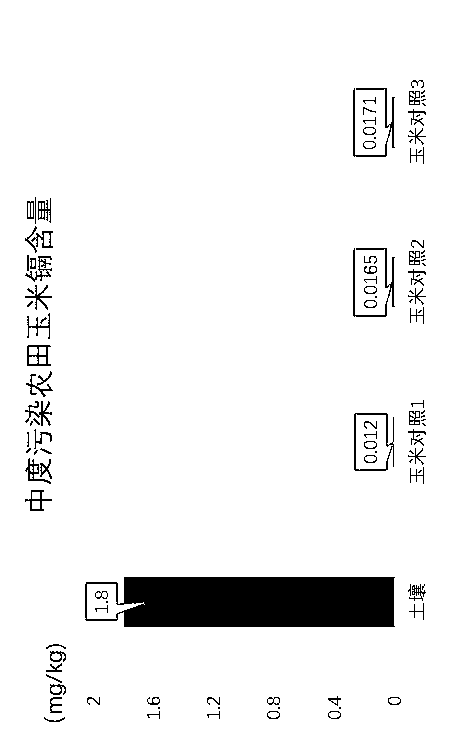 Method for repairing cadmium-contaminated soil by sedum alfredii hance, soil dressing method and low-absorption corn