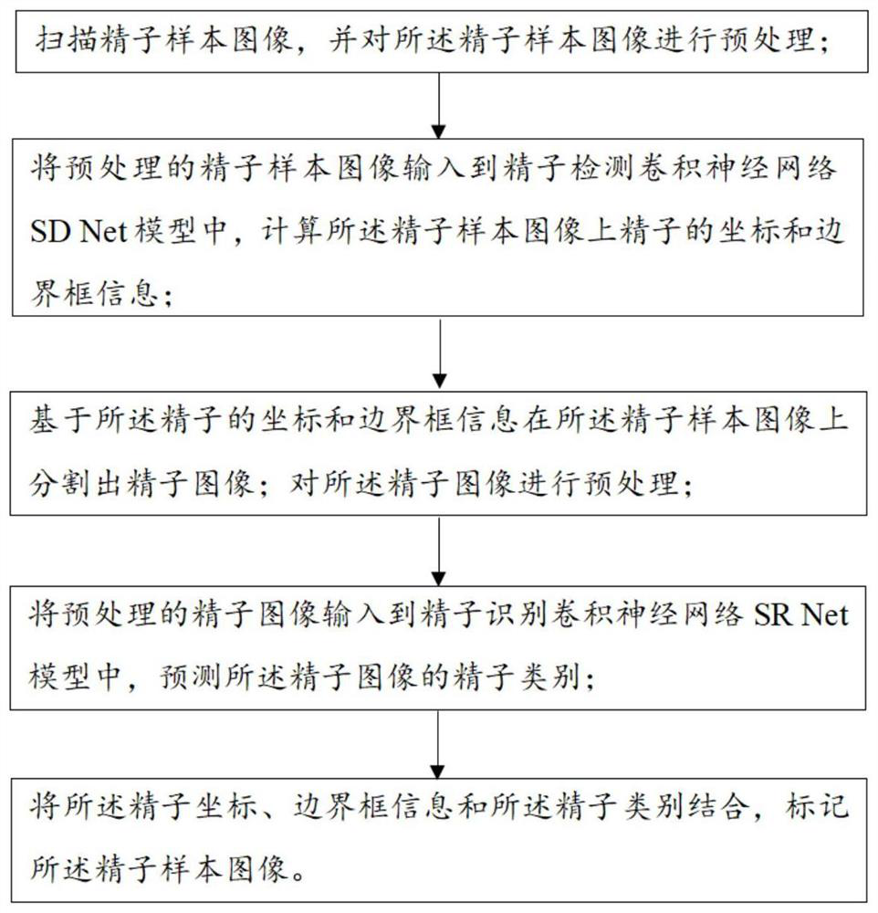 Automatic sperm morphology analysis method based on multi-scale feature fusion