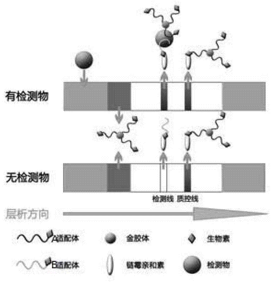 Chromatographic detection kit based on aptamer, as well as preparation method and detection method thereof