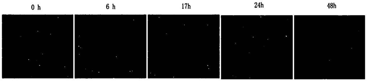 Storage solution capable of storing human mesenchymal stem cell at 4 DEG C