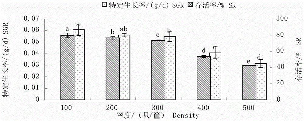 Method for cultivating large-size offspring seeds of pharaoh cuttlefish