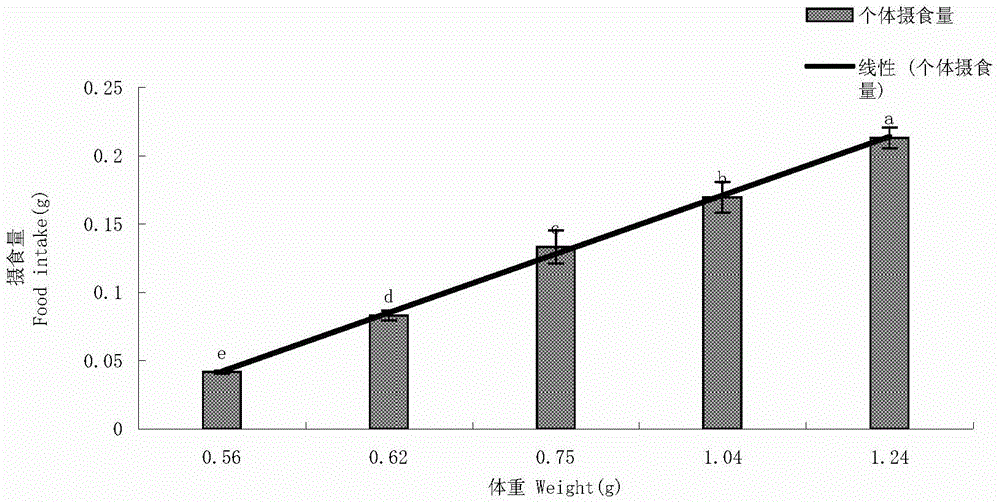 Method for cultivating large-size offspring seeds of pharaoh cuttlefish