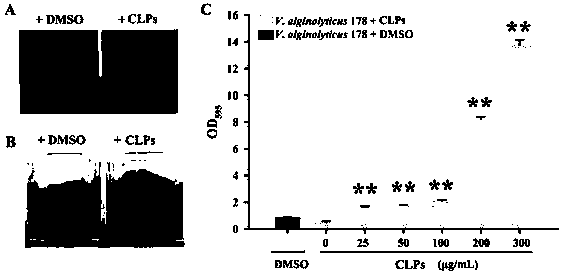 Marine bacillus and its application for lipopeptide production