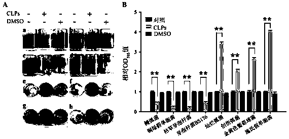 Marine bacillus and its application for lipopeptide production