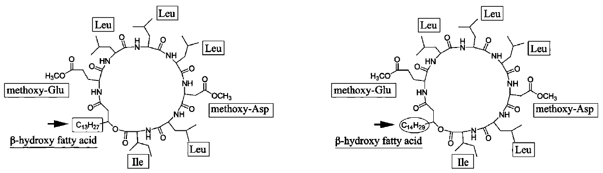 Marine bacillus and its application for lipopeptide production