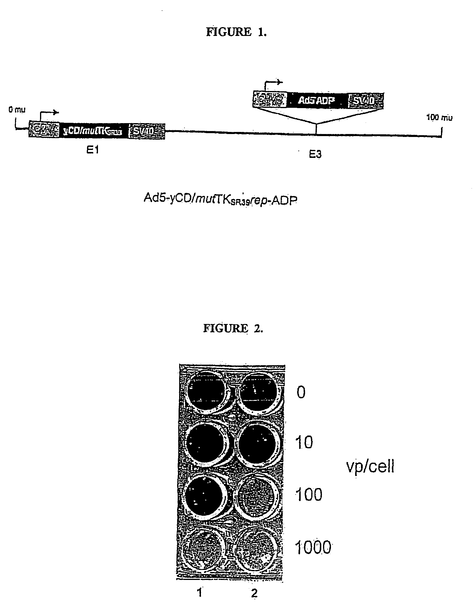 Methods and compositions for cancer therapy using a novel adenovirus