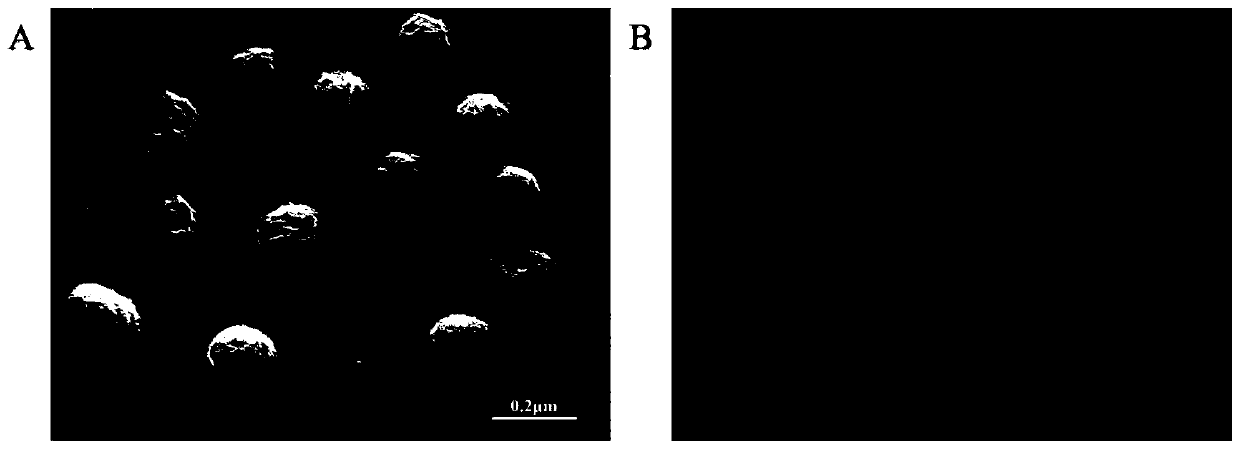 Nanoscale chitosan derivative ultrasonic contrast medium capable of converting surface charges and preparation method of contrast medium