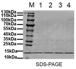 Nanobody, encoding gene thereof, expression vector, host cell and application of nanobody