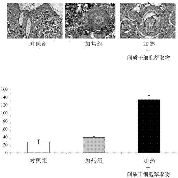 Mesenchymal stem cell extract and its use