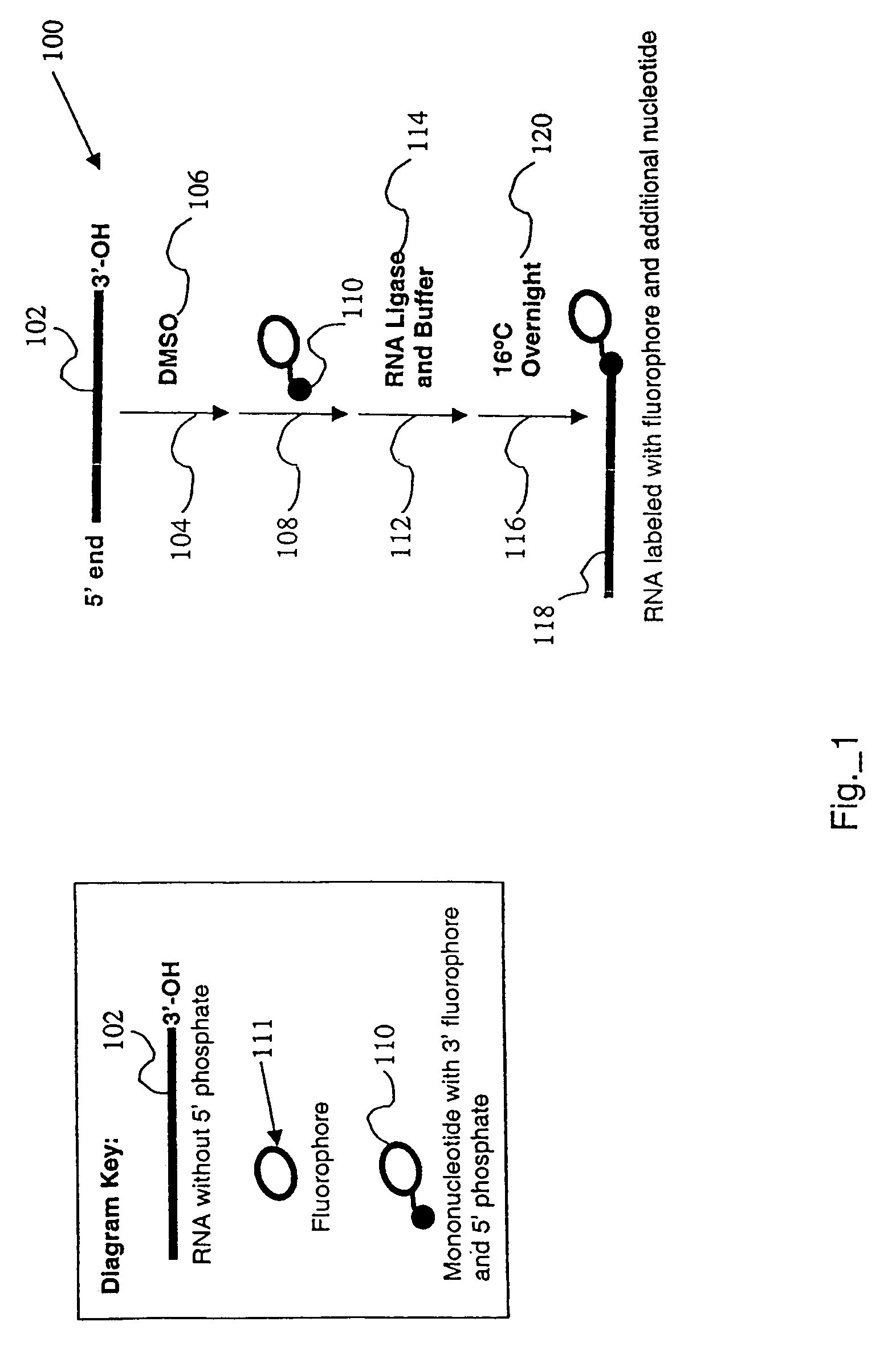 Labeled nucleotide composition