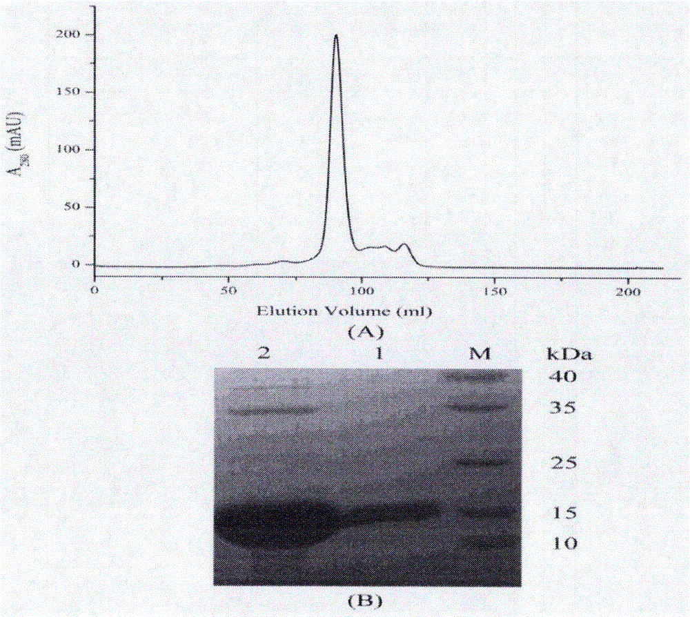 Lead compound for targeted human FKBP51 protein and screening method and application thereof