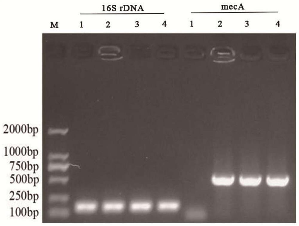 Anti-MRSA nettle extract, and extraction method and applications thereof