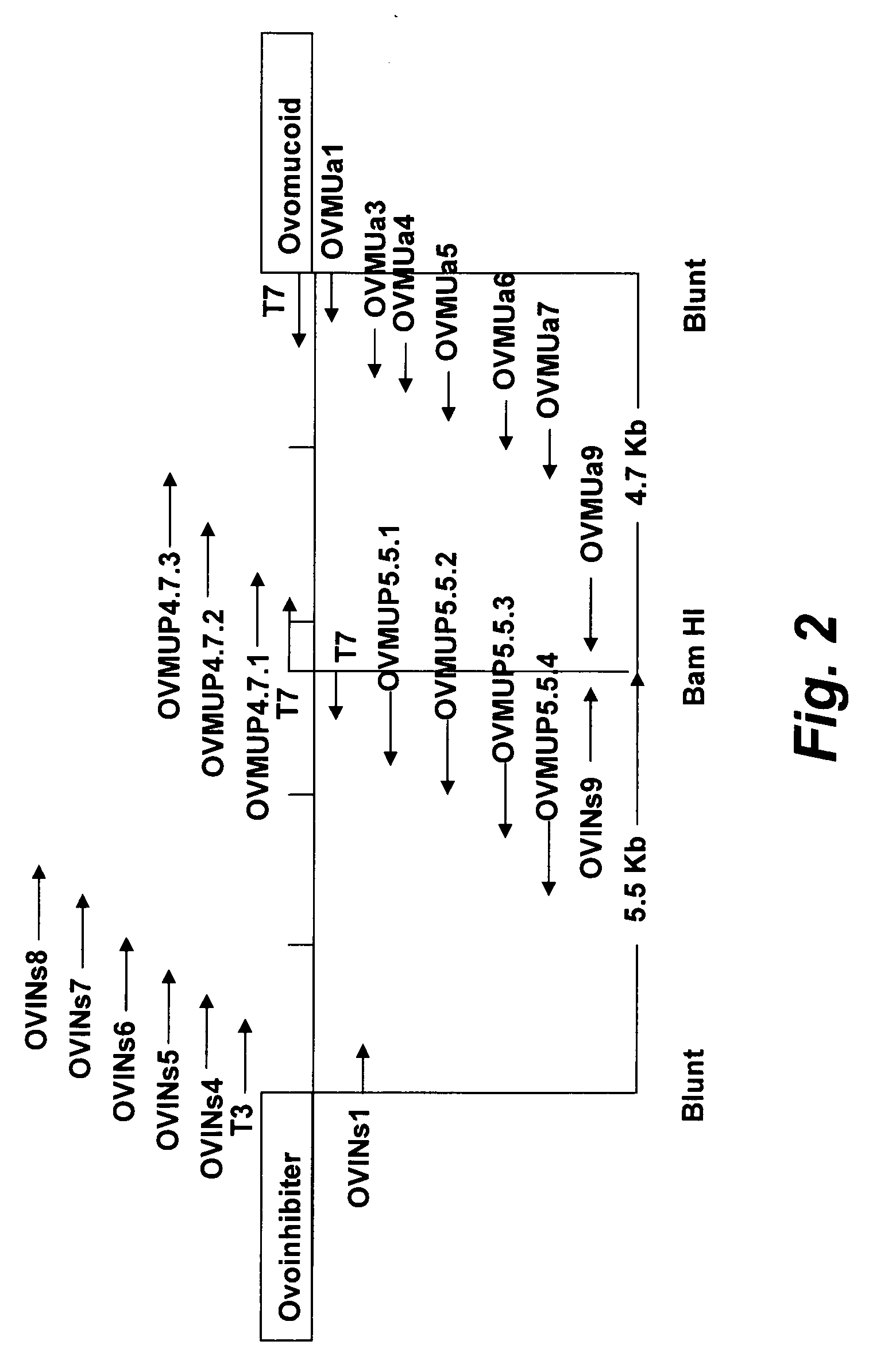 Avian gene expression controlling regions