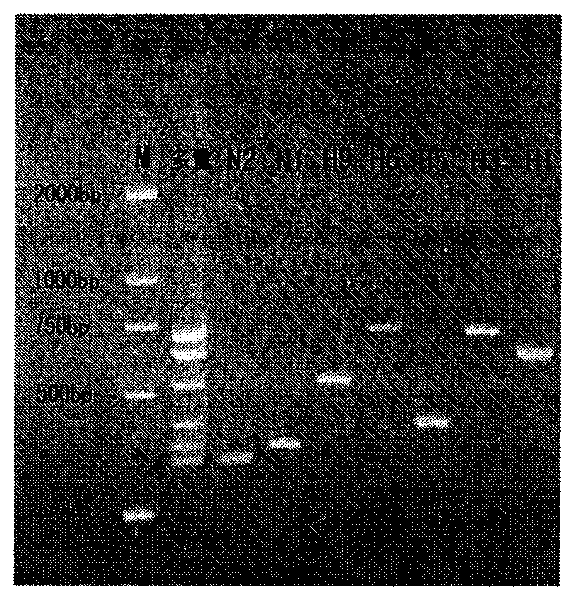 Method for detecting different subtype avian influenza viruses and special kit thereof