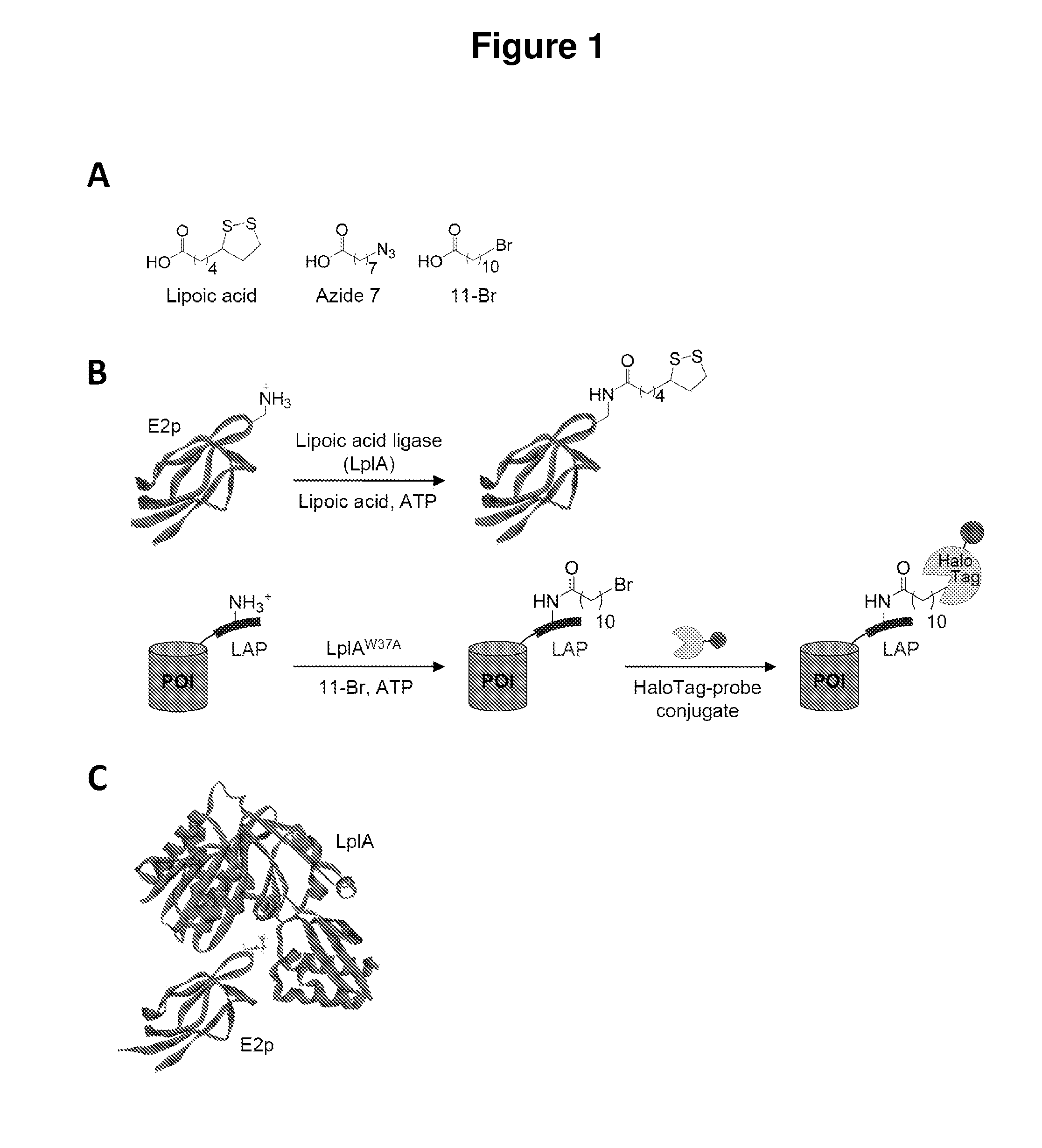 Kinetically efficient substrate for lipoic acid ligase