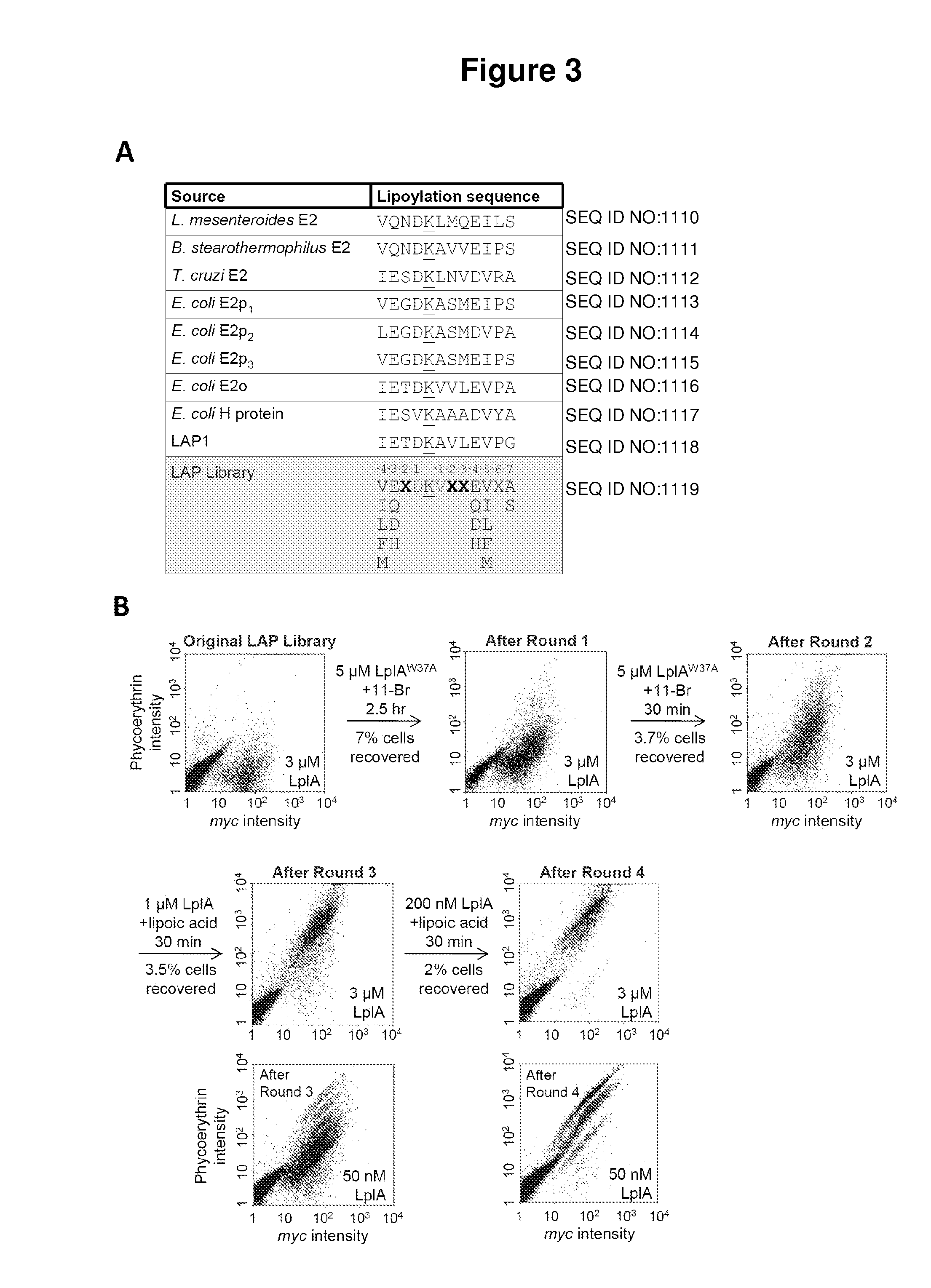 Kinetically efficient substrate for lipoic acid ligase