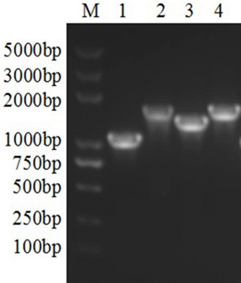 Newcastle disease virus-like particles, preparation method and application thereof