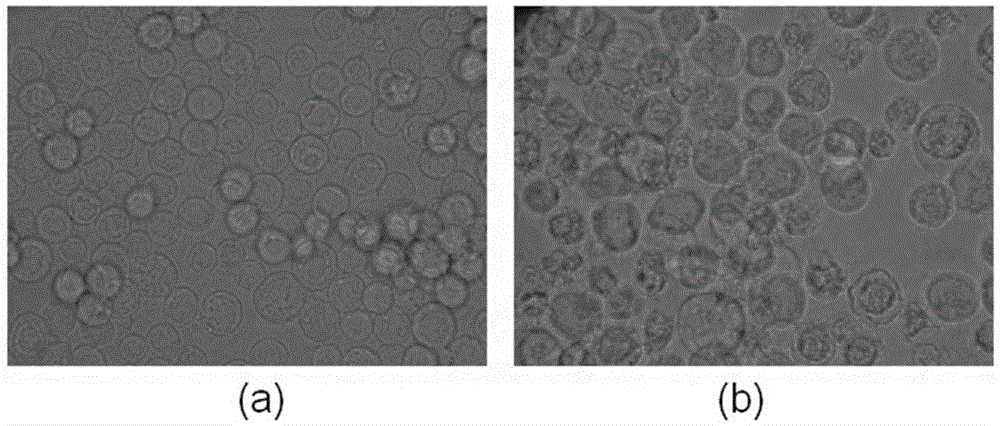 Newcastle disease virus-like particles, preparation method and application thereof