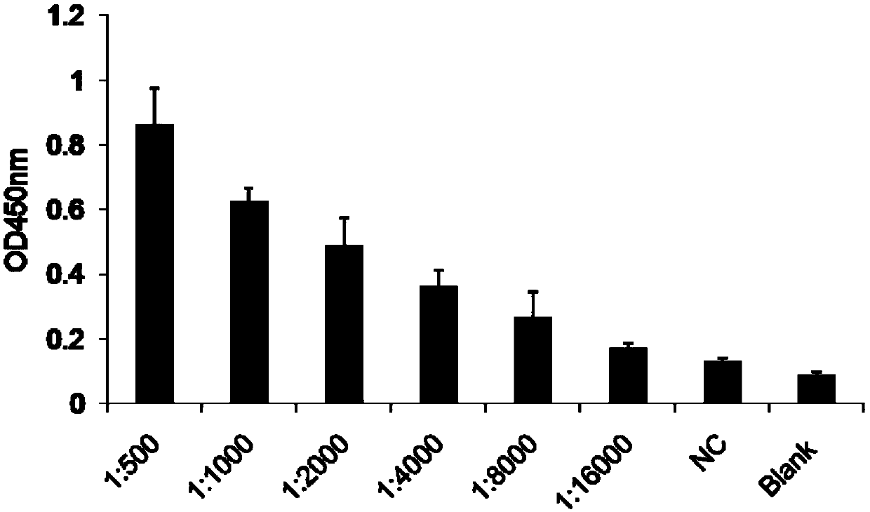 Antibody and preparation method and application thereof