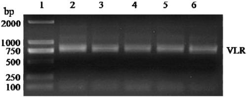 Antibody and preparation method and application thereof