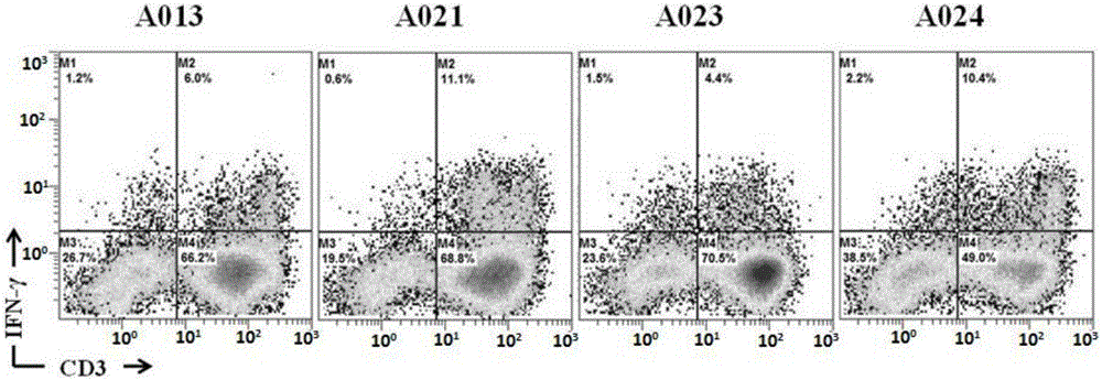 Novel EB (Epstein-Barr) virus EBNA1 epitope peptide and application thereof in diagnosis, treatment and prevention of EBV related diseases