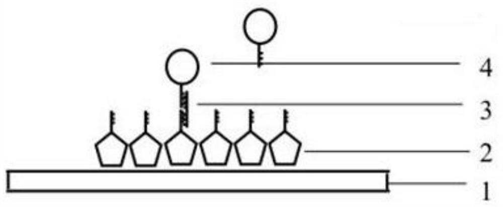 Thin-layer fluorescence focusing method for rapidly detecting single-stranded nucleic acid