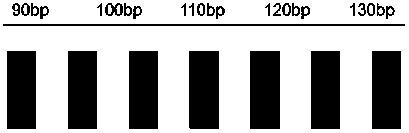 PKU (Phenylketnuria) gene detection kit