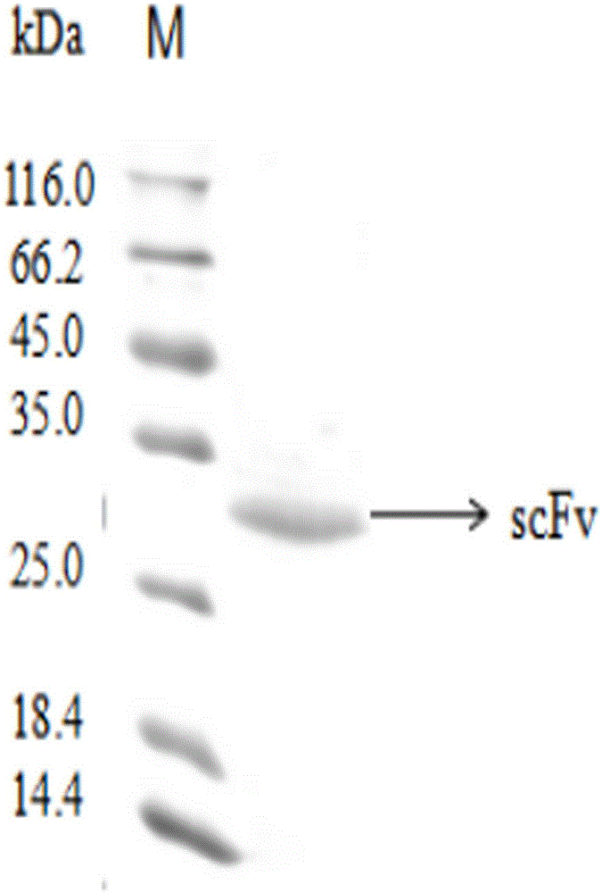 Application of scFv antibody in preparation used for treatment or prevention of infectious bursal disease of chicken