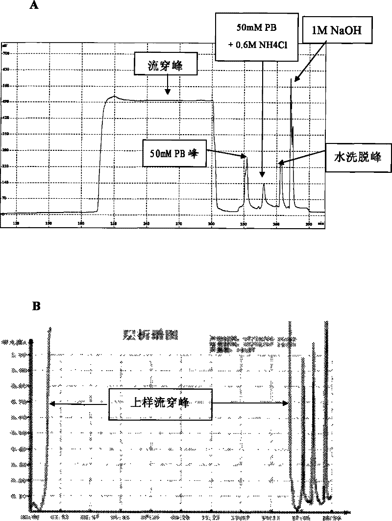 Technique for separating and purifying recombination human serum albumin and fusion protein thereof