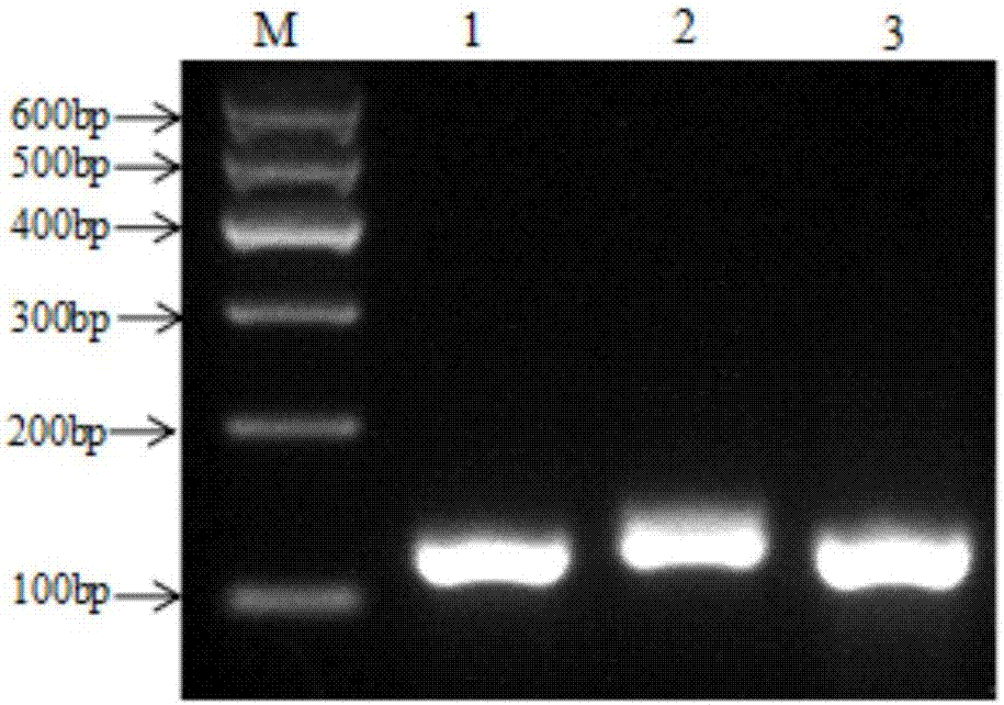 Method of identifying zaocys dhumnade, scorpio and centipede by using specific primers