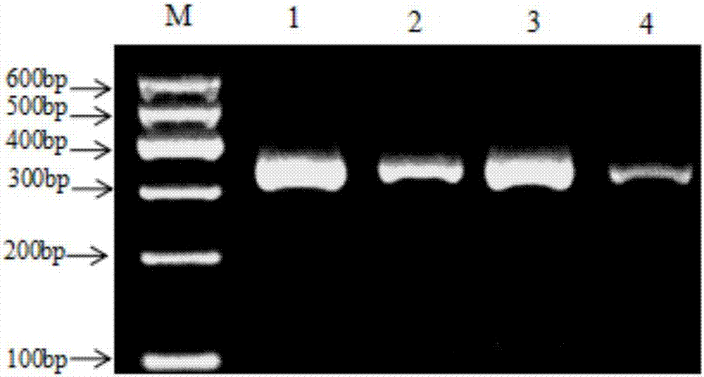 Method of identifying zaocys dhumnade, scorpio and centipede by using specific primers