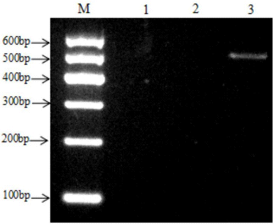 Method of identifying zaocys dhumnade, scorpio and centipede by using specific primers