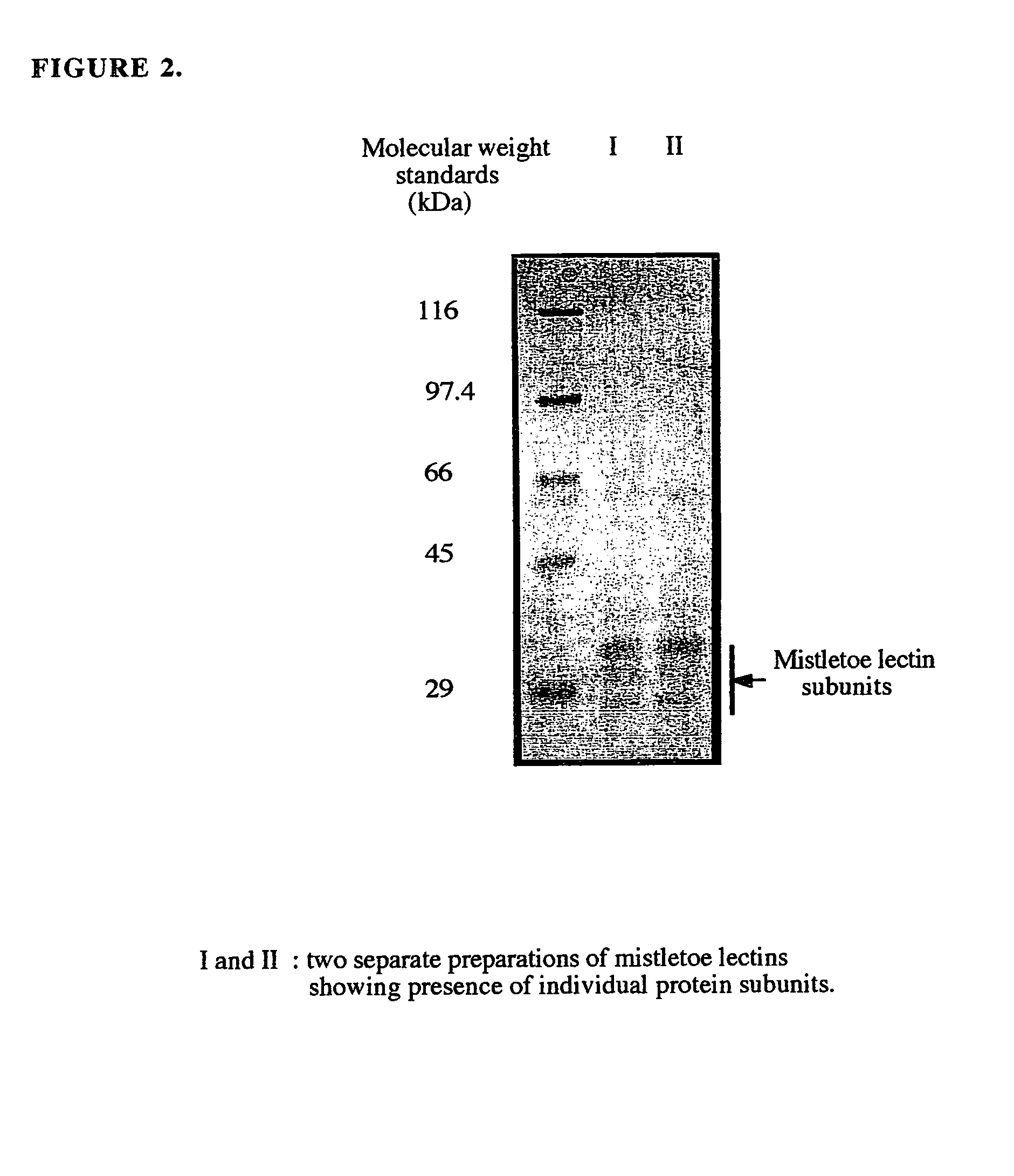 Orally ingestible preparation of mistletoe lectins and method