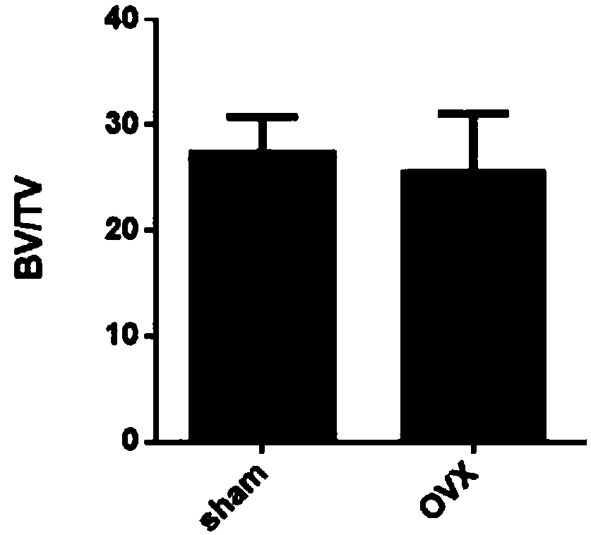 Construction method of a model for cynomolgus monkey osteoporosis caused by oophorectomy