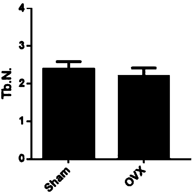 Construction method of a model for cynomolgus monkey osteoporosis caused by oophorectomy