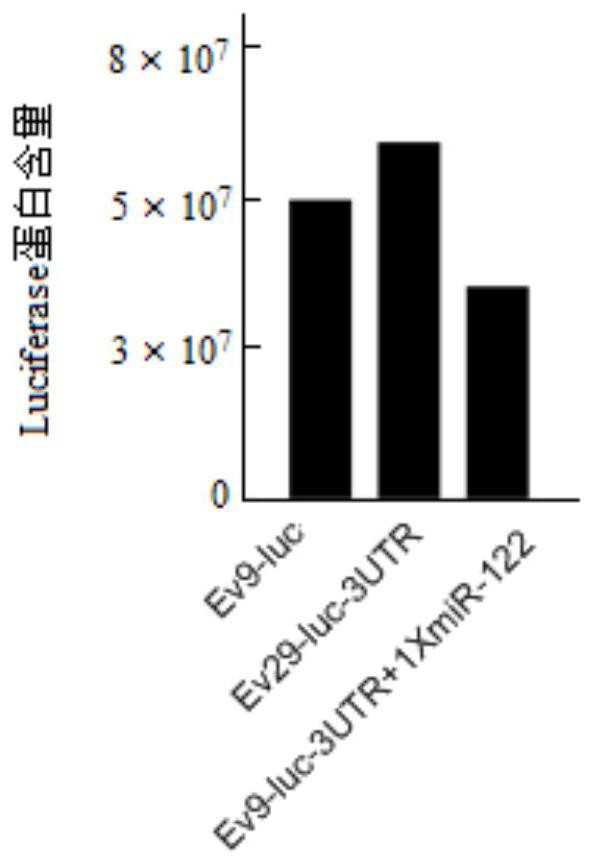 Circular RNA (Ribonucleic Acid) molecule for tissue specific expression and application of circular RNA molecule