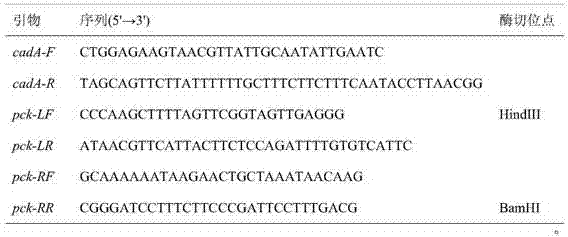 Method for improving yield of cadaverine produced by utilizing microorganisms for saccharides fermentation